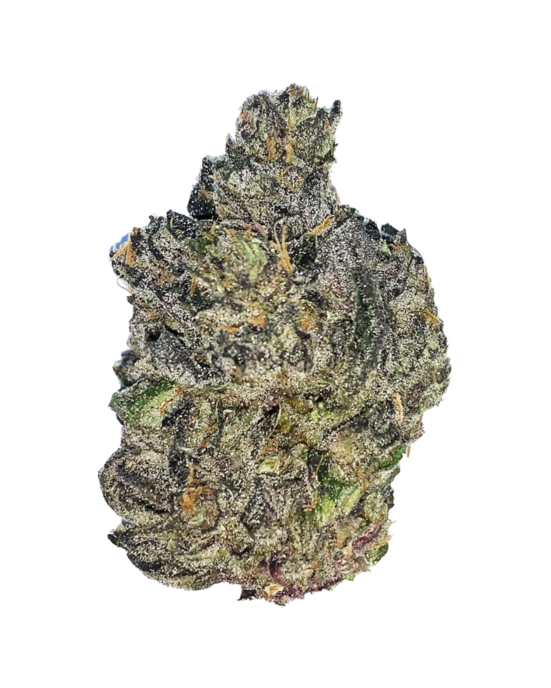 Gelato 41
